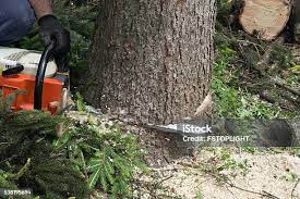 Professional Tree Services in Meeker, CO