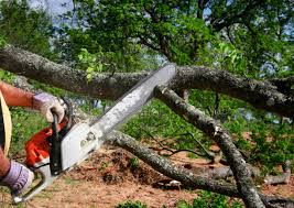 How Our Tree Care Process Works  in  Meeker, CO